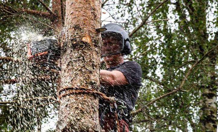 Jakob Bjorvand Trefelling Sør