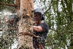 Trefelling Kristiansand