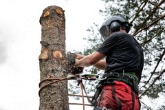 Trefelling Kristiansand