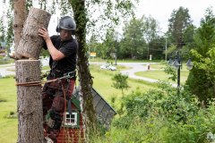 Trefelling Kristiansand