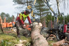 Trefelling Kristiansand